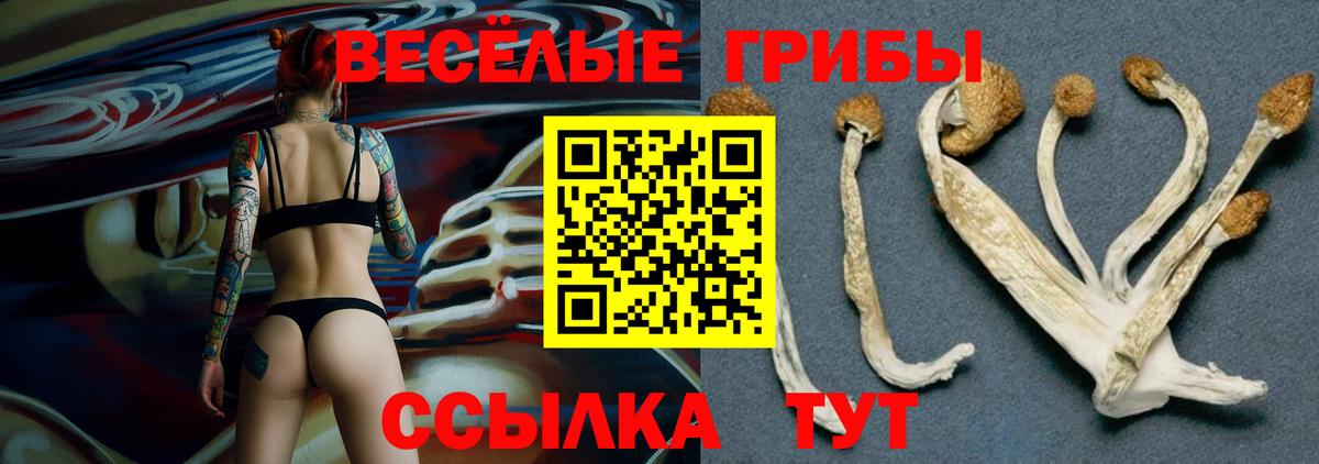 Галлюциногенные грибы Psilocybine cubensis Нижнеудинск