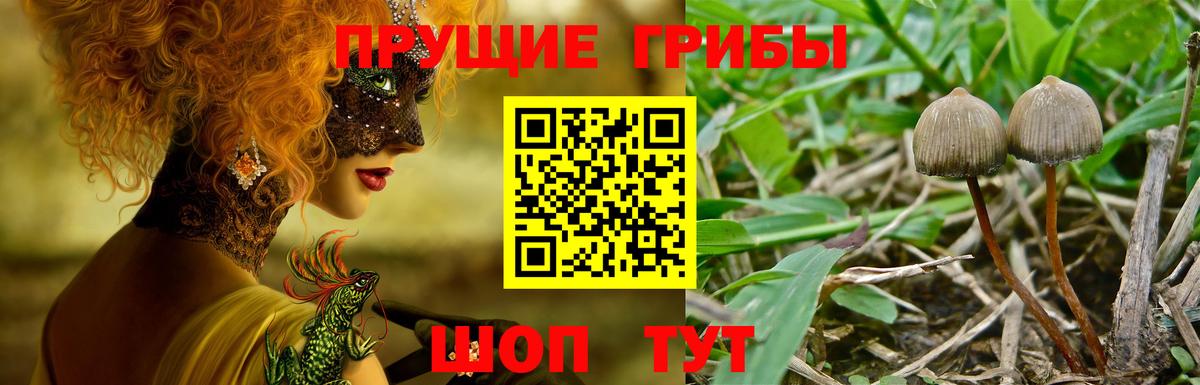 Псилоцибиновые грибы GOLDEN TEACHER  купить закладку  Вход с VPN  Нижнеудинск  Галлюциногенные грибы Magic Shrooms 